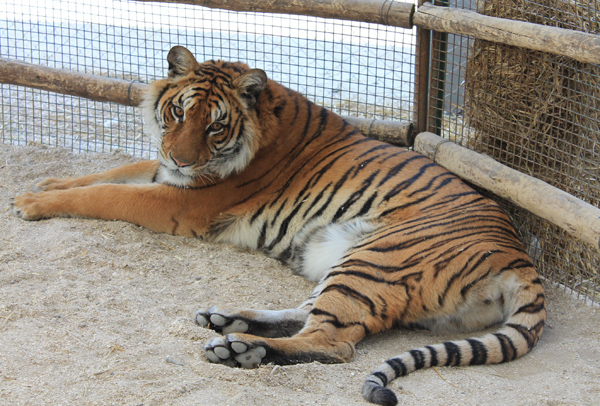 Tigre Zoo Lujan