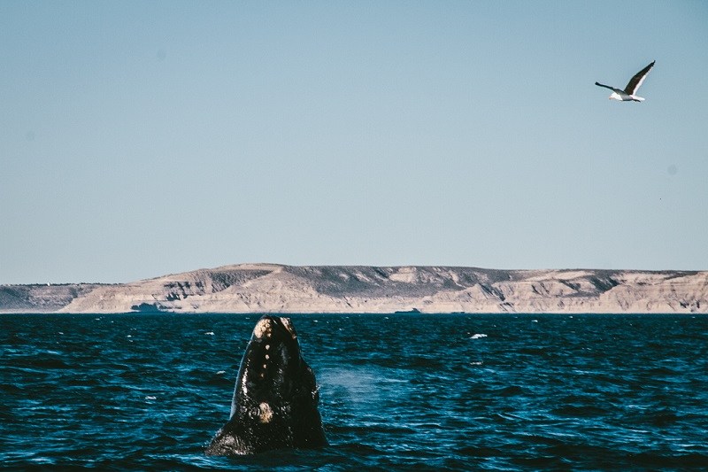 Avistamento de baleias em puerto piramides peninsula valdez