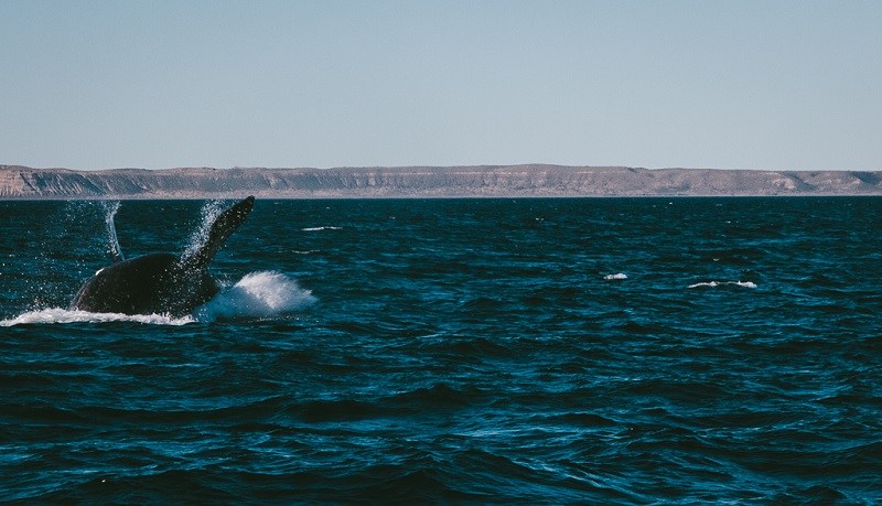 Avistamento de baleias em puerto piramides peninsula valdes